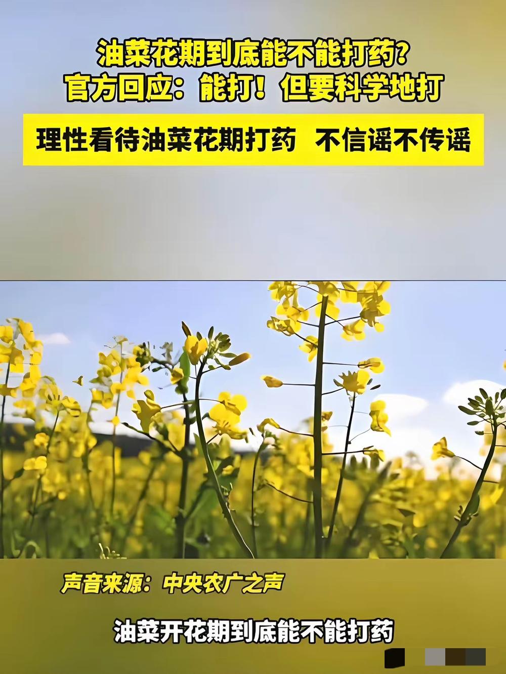这事看着真让人搓火！湖南、江西油菜田里蜜蜂成片惨死，蜂农们一年的心血全没了，眼泪