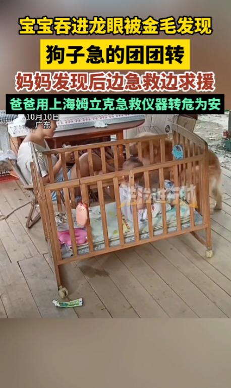 10月12日报道，广东一户人家的院子里，一岁多的宝宝独自玩耍时抓起一颗龙眼塞进了