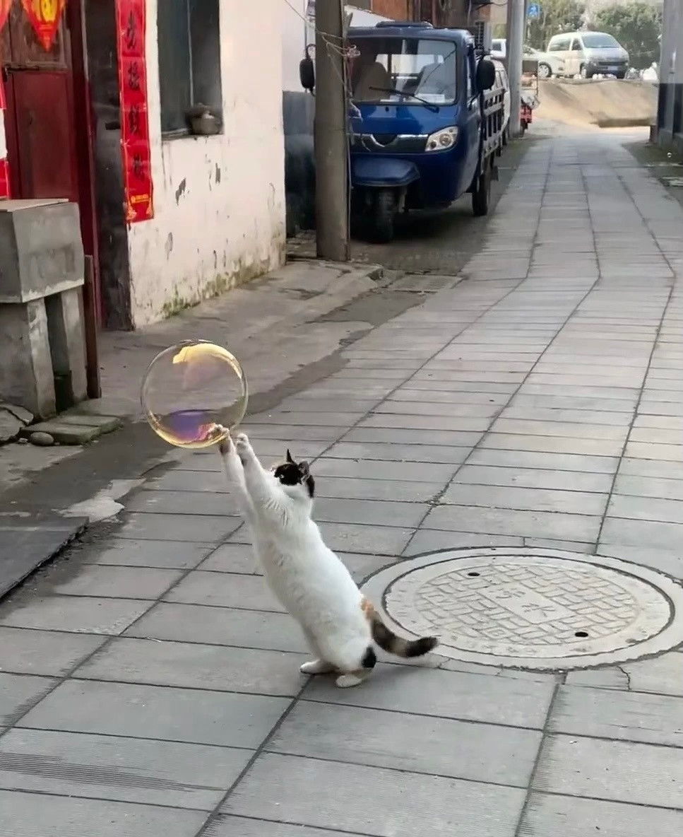 🫧🐈​​​