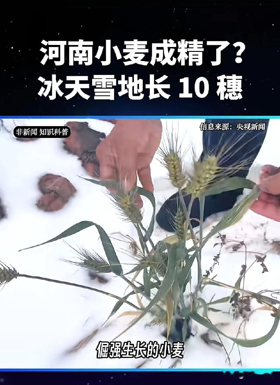 河南小麦成精了，冰天雪地里长出十个麦穗，这就是逆天生长，堪称农业的奇迹！这几株小