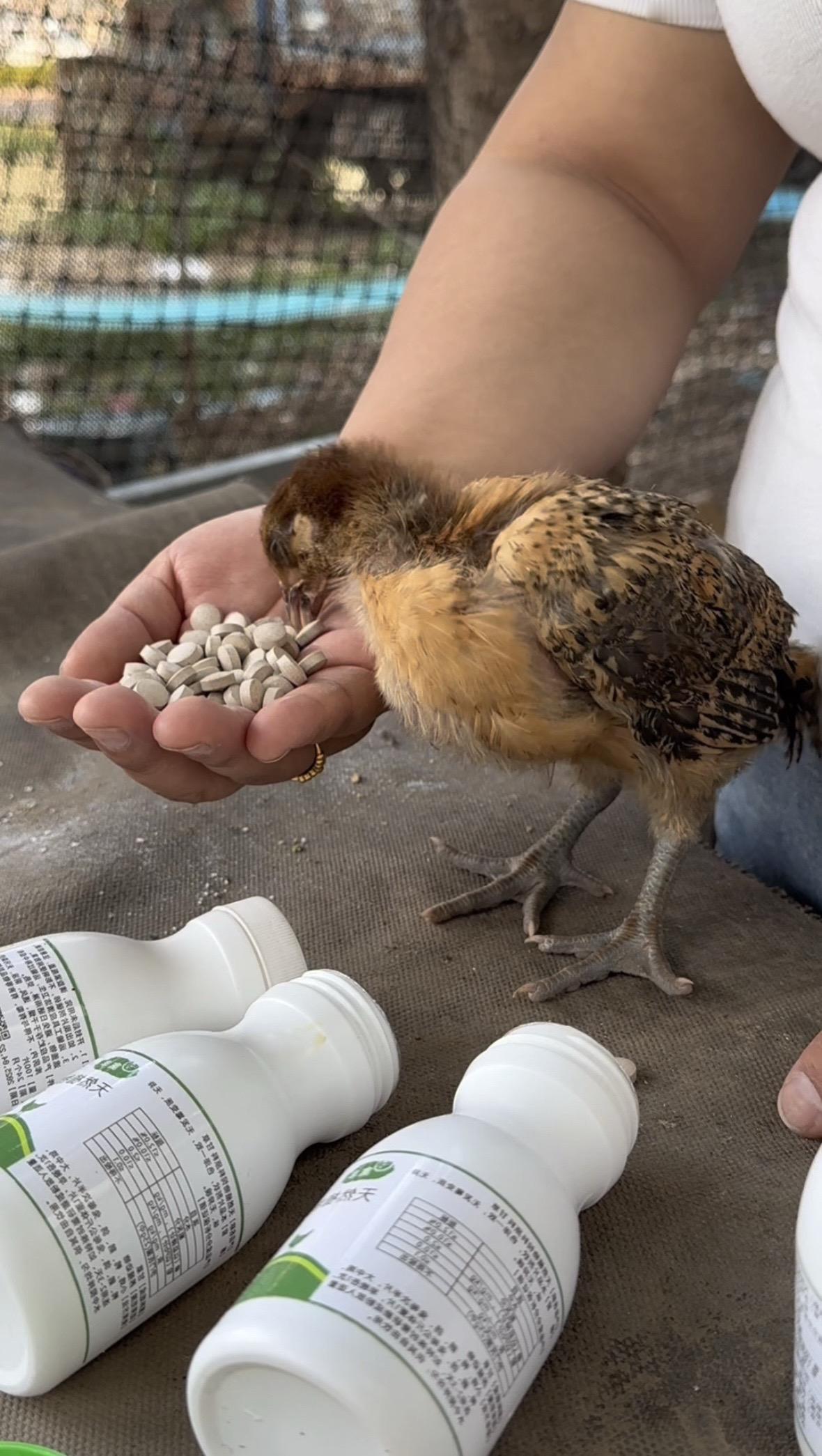 养殖鸡鸭鹅兔鱼虾猪马牛羊养殖人分享养殖知识传播正能量养殖场专用