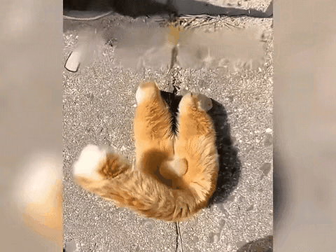 看到一只猫咪把身子伸进一处下水道盖板的缝隙里，只露出屁股在外面，不知道在掏什么东