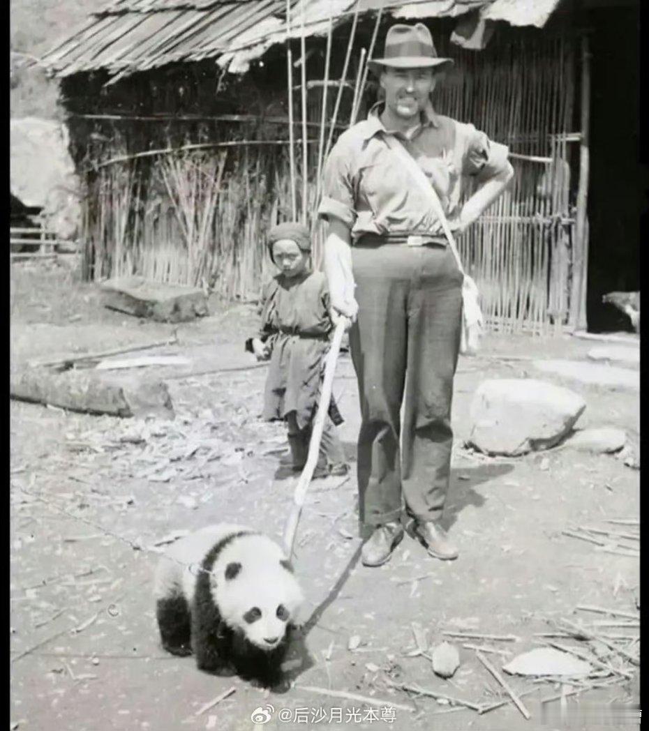 事实证明，国家弱小时即便珍贵如熊猫，过得也不如一条狗