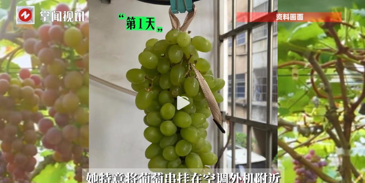 “人怎么能这么聪明！”2025年9月，浙江金华，一女子从外面购买了很多吐鲁番葡萄