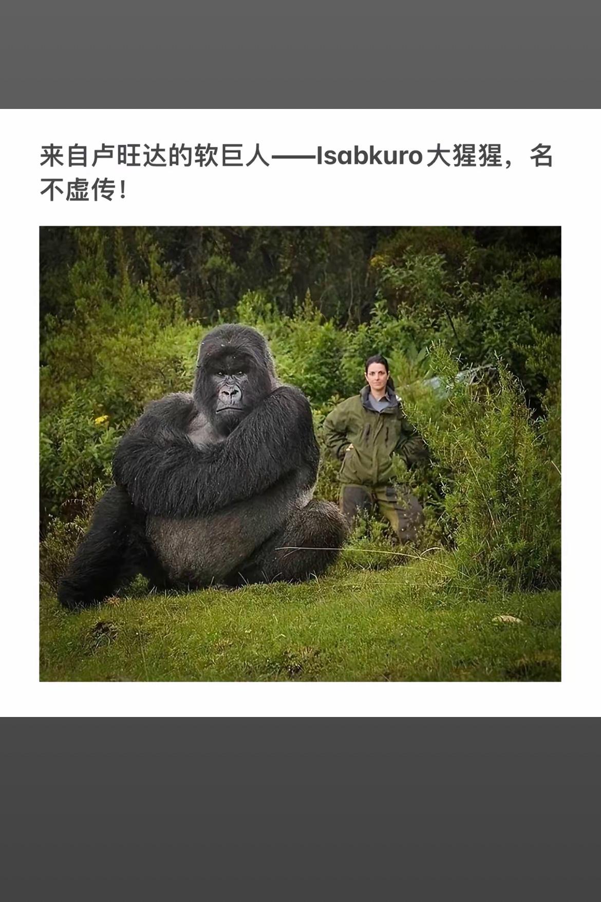 大猩猩坐在草地上，旁边有人站着。