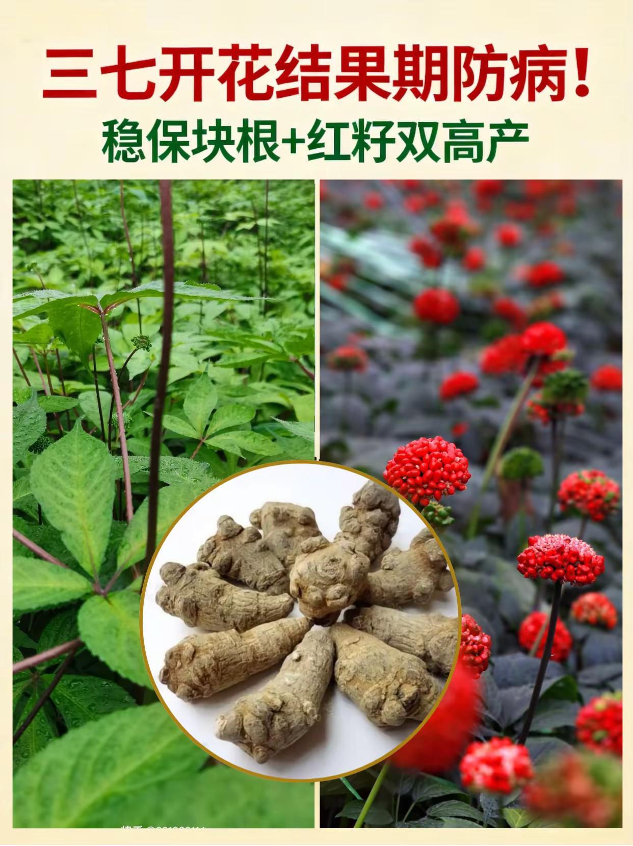 三七开花结果期防病，稳保块根+红籽双高产。三七种植开花期结果期防病