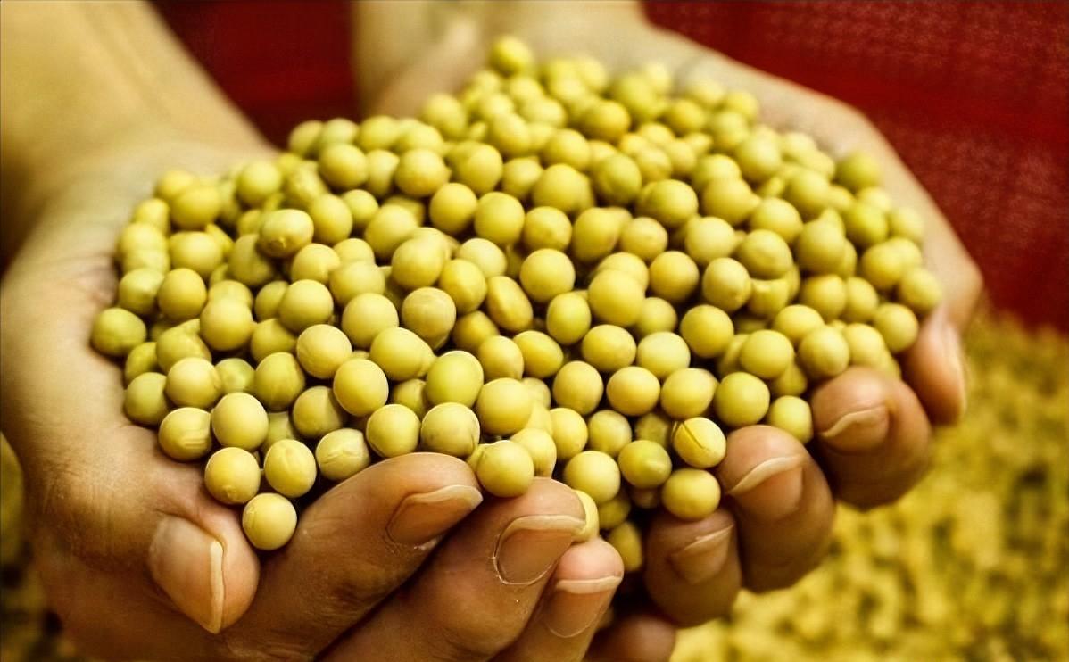 美国真的有点急了作为全球最大的大豆进口国，美国如今有点着急了，因为中国在履行