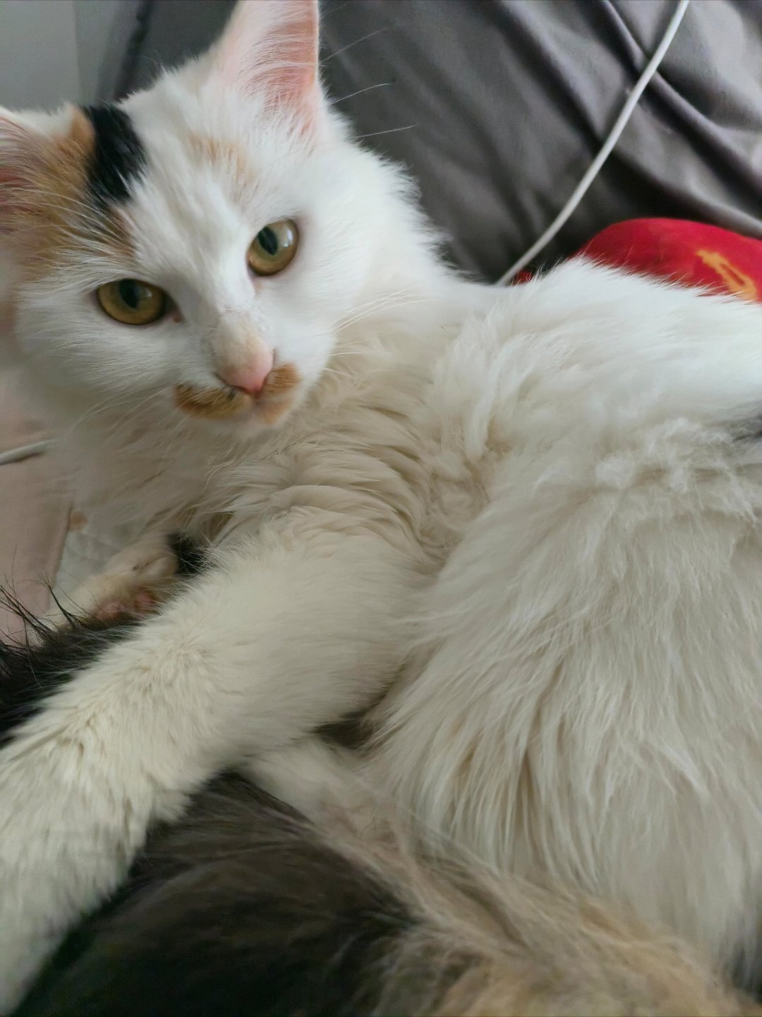 我家猫用实际行动证明，“速度与激情”是要付出代价的。代价就是挨揍！半夜不睡觉乱窜