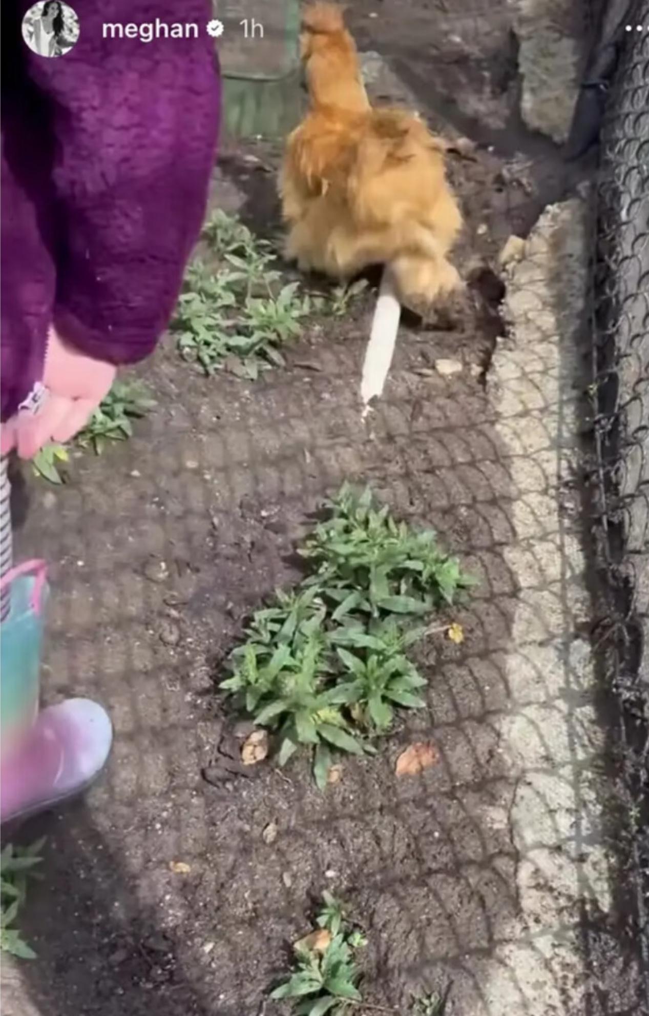 当莉莉贝特在菜园子里和小鸡玩耍嬉戏的时候，她优秀的堂姐夏洛特公主刚刚获得了英国蹦