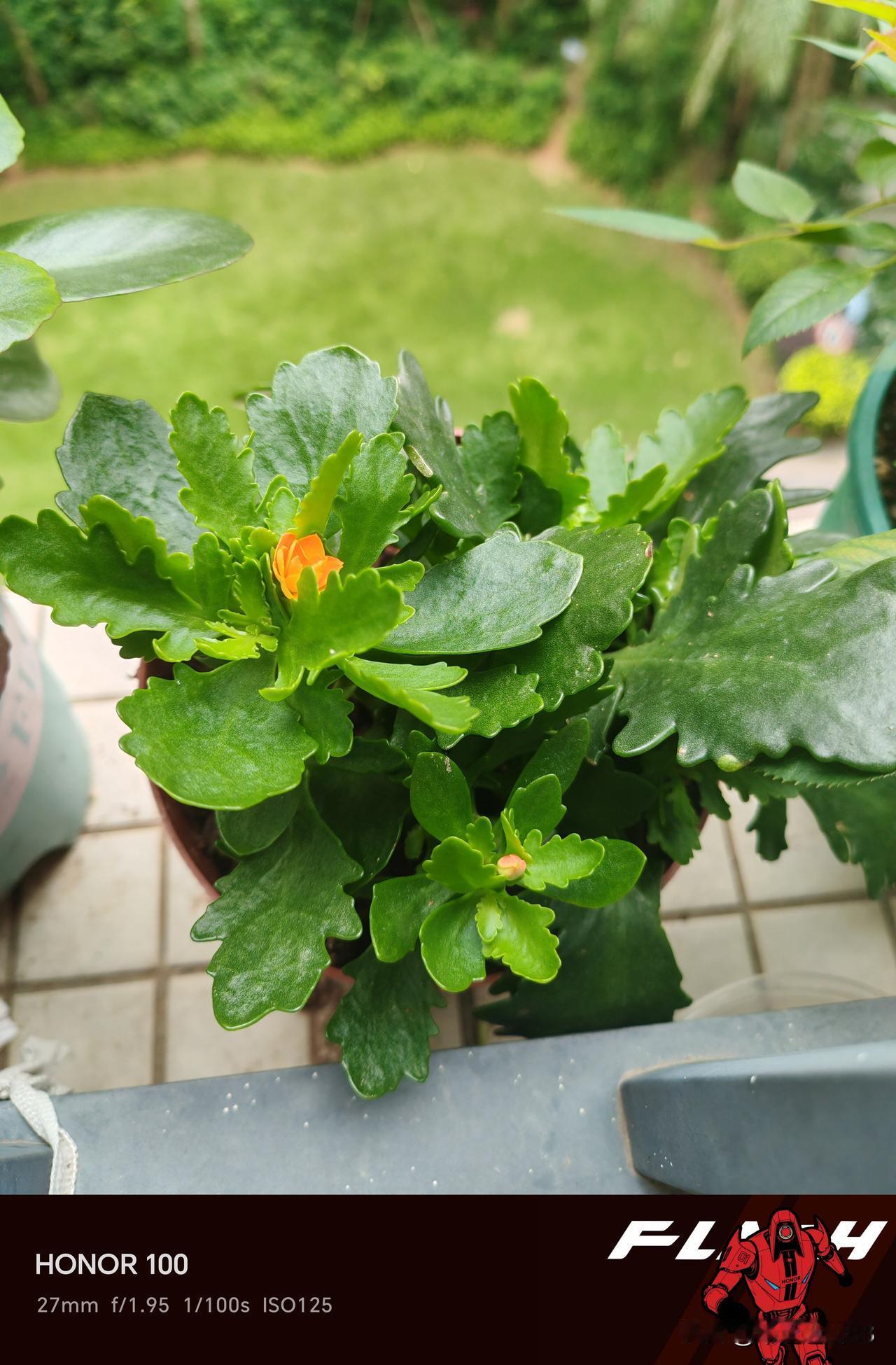 你们长寿花还开群花吗？为什么我二春只开了一朵长寿花过年开的挺好的，在花谢后