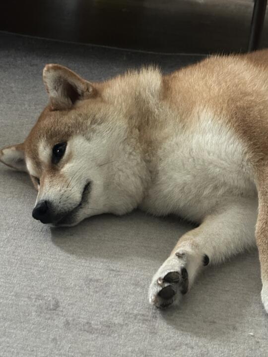 台风天你家小狗在干嘛？