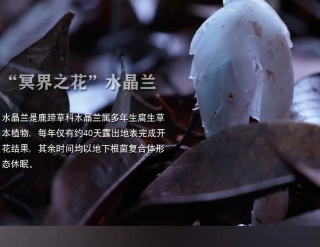 #机器狗第一次进哀牢山就拍到冥界之花#2026年或许正在成为具身智能走向真实应用的一年。当硬核具身智