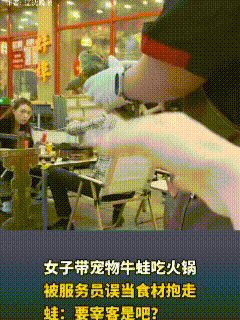 “差一点就被宰了”！女顾客带着宠物牛蛙进店吃火锅，等菜品上齐后女顾客便把牛蛙放在
