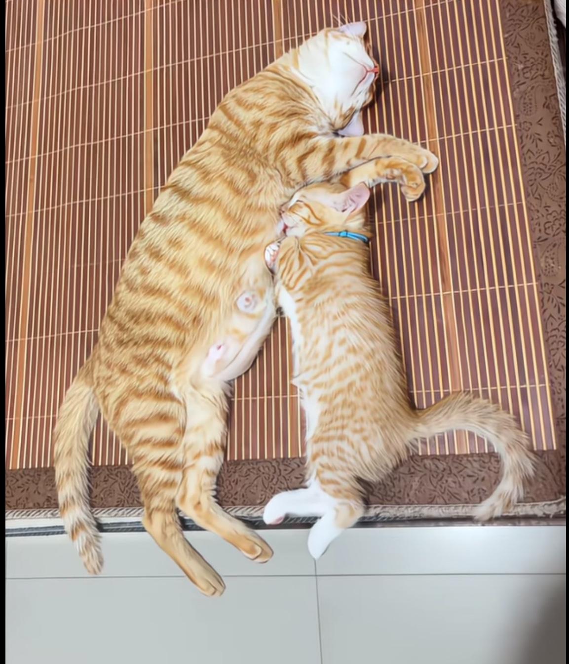 小猫咪也吃着奶睡觉，真的是太惬意了，这就是独生子的专属待遇吧！