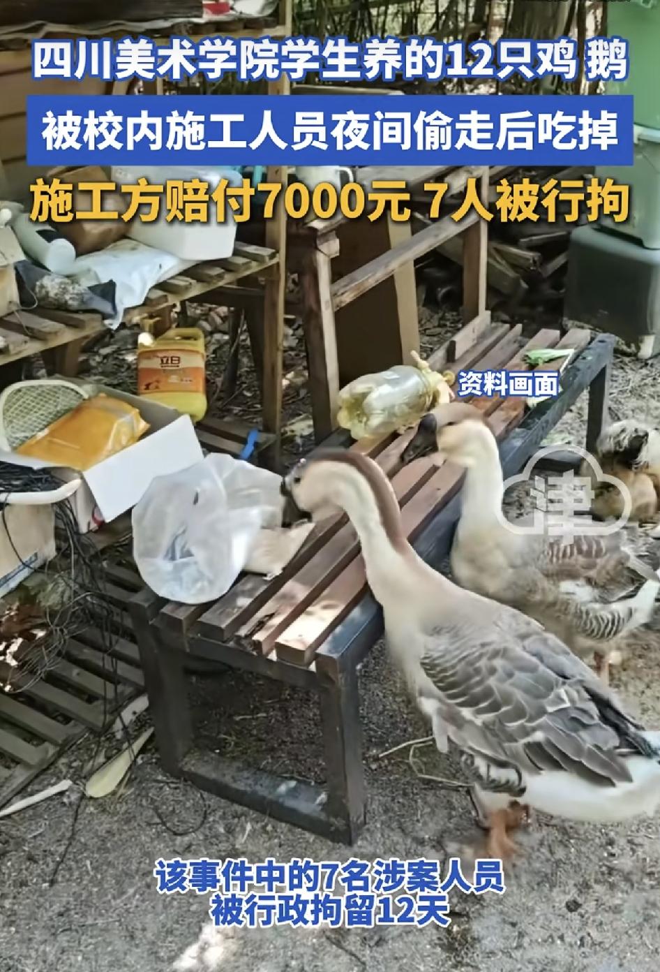 四川一家高校有学生在山上养了12只鸭子，然后暑假期间有两批施工人员进入高校，到了