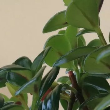 种植🌱金鱼吊兰扦插的时间和方法一、扦插时间1.最佳时间：金鱼吊兰的扦插通常在