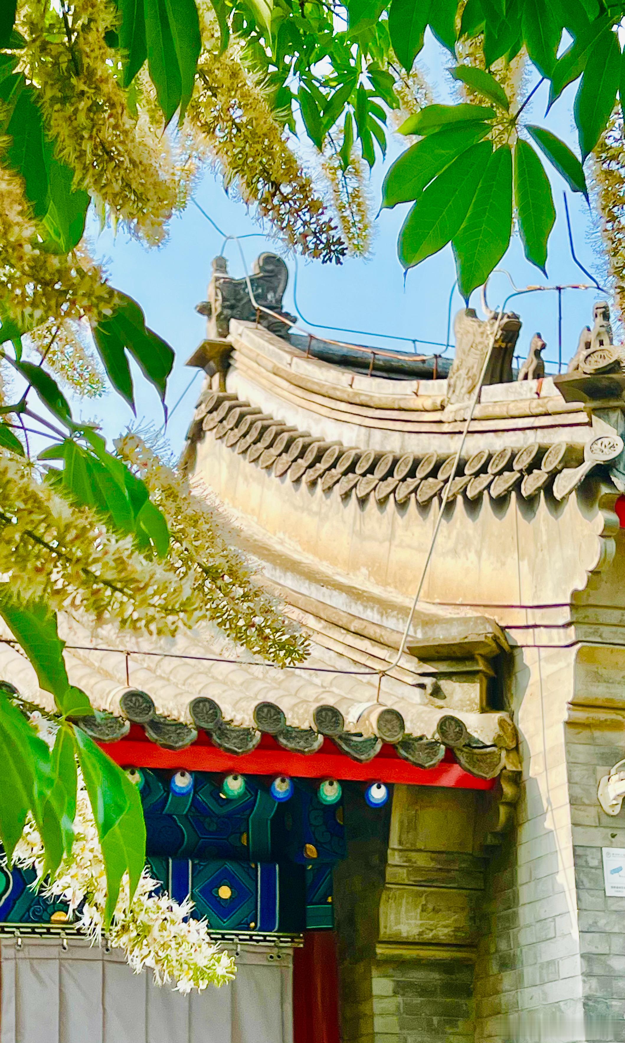 北京紫竹院公园紫竹禅院七叶树花开摄影​​​