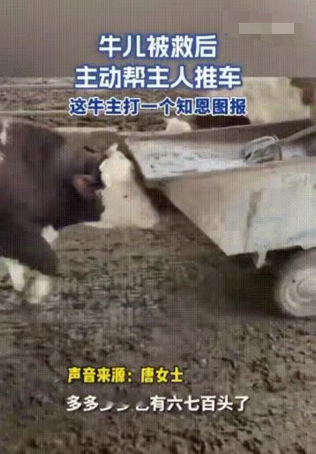 “解释不清了！”12月22日报道，安徽一养牛户，养了600多头牛，但其中有一头牛