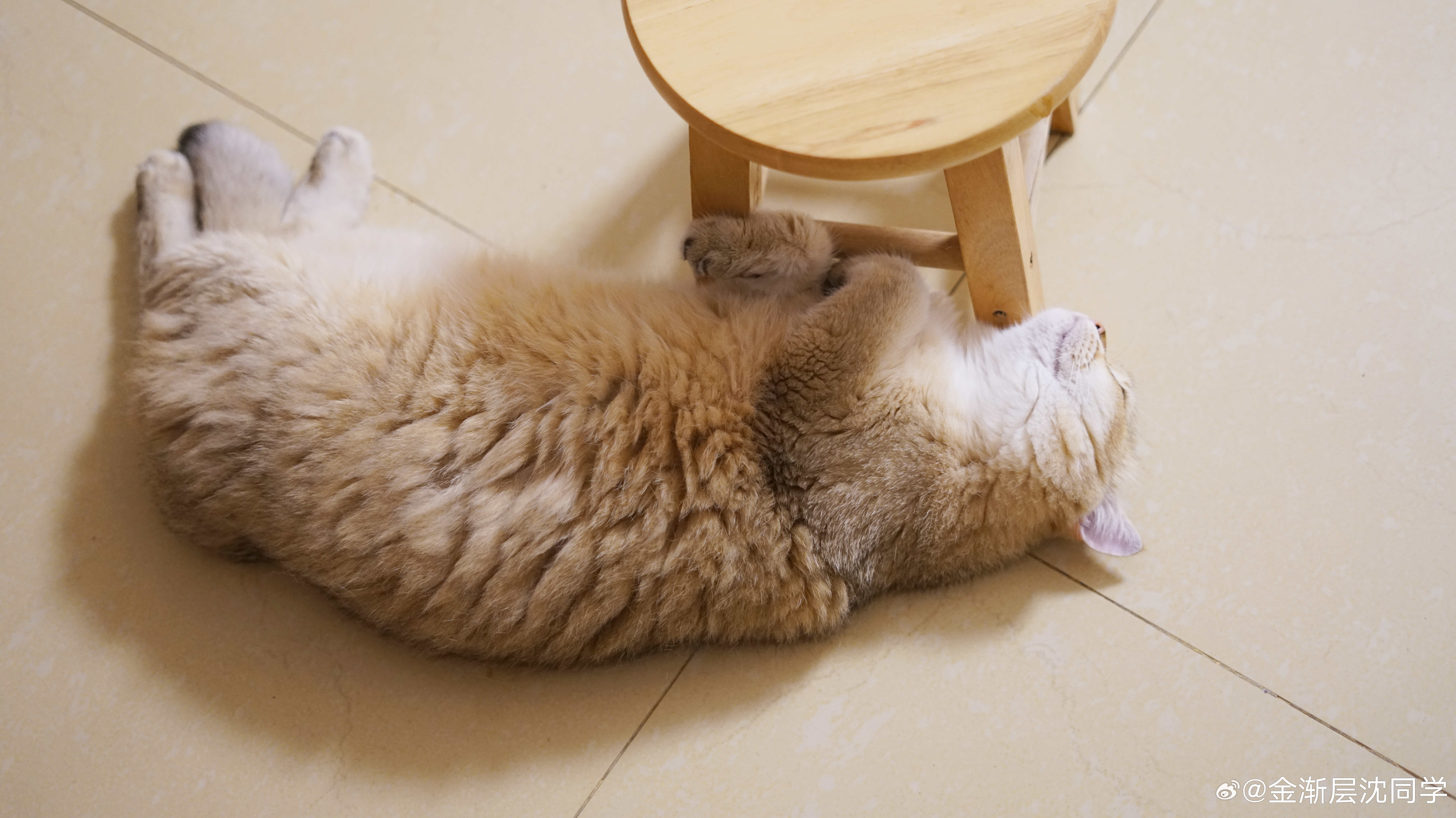 肉包太傻了！萌宠猫咪