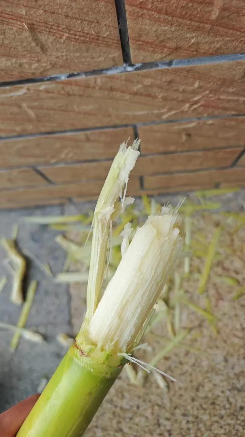 黑皮应该是传统的甘蔗品种，黄的应该是改良的品种，黄的优势在于果节的间距长且均等，