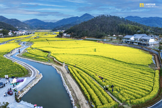 长沙12000亩油菜花海等你打卡