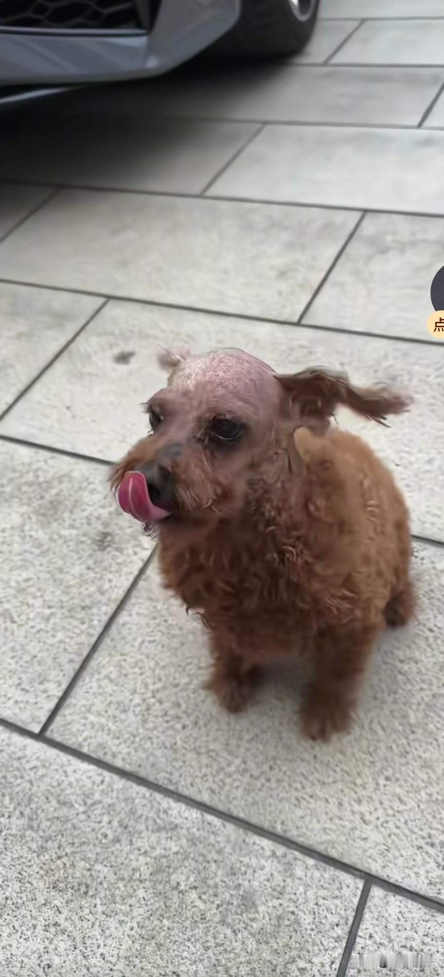 一只模样极为丑陋的流浪狗，因腹中饥饿，闯入了一户人家，想向主人讨些食物填填肚子。