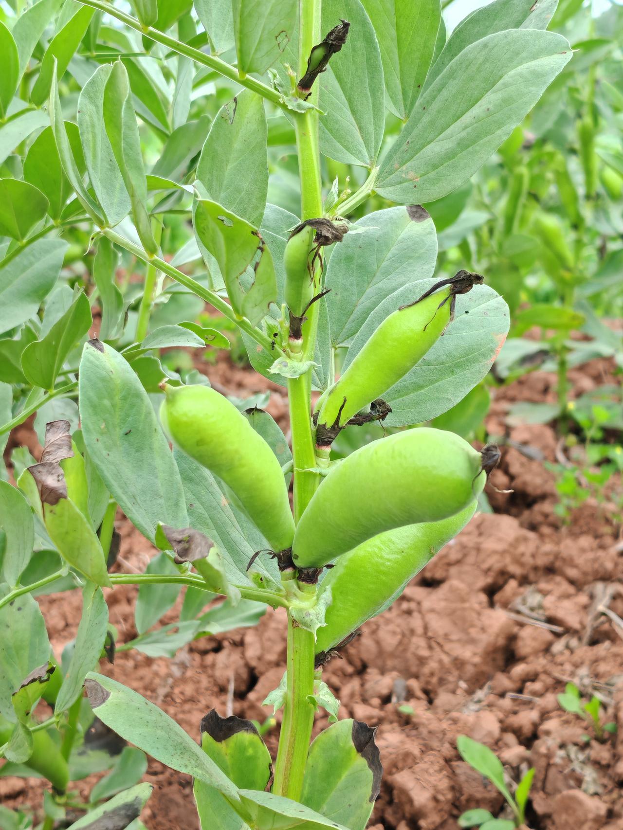 真是太奇怪了，什么是黄豆，什么是绿豆，各地的叫法基本统一，但就是我图片中的作物，