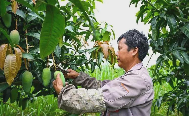 “这就是做好人的下场？”四川攀枝花，一个果农，老何，种了好多芒果树，一千三百多棵