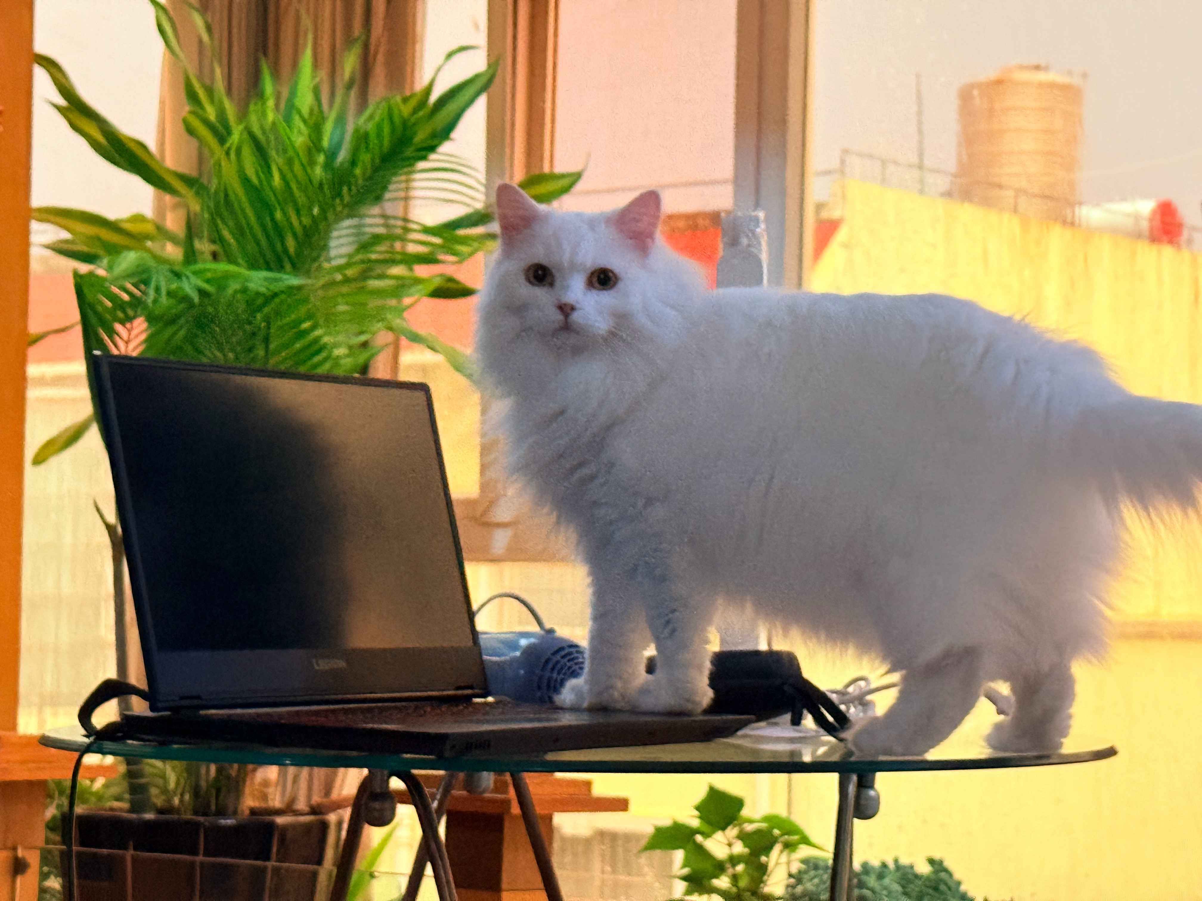 哎呦小美猫笑笑的奇妙物语