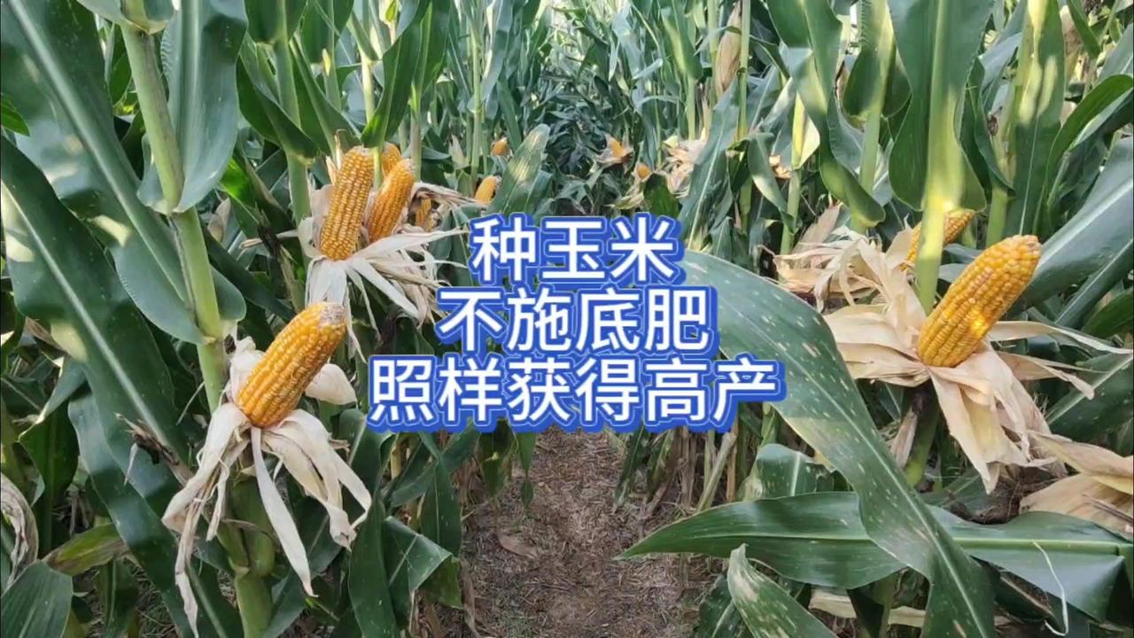 玉米不施底肥也能高产？原来用了这个方法！传统种法施底肥，夏秋季高温多雨时养分