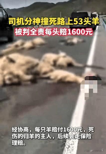男子自驾撞死伤53只羊，全额赔偿8.48万！羊却不能带走？律师专业解读，终于看懂真相全网争议最大的交