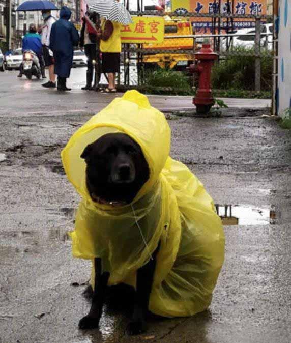 小黑狗“来玩”本是一只流浪狗，自从在学校担任校犬这一职位后，它每天都尽职尽责，准