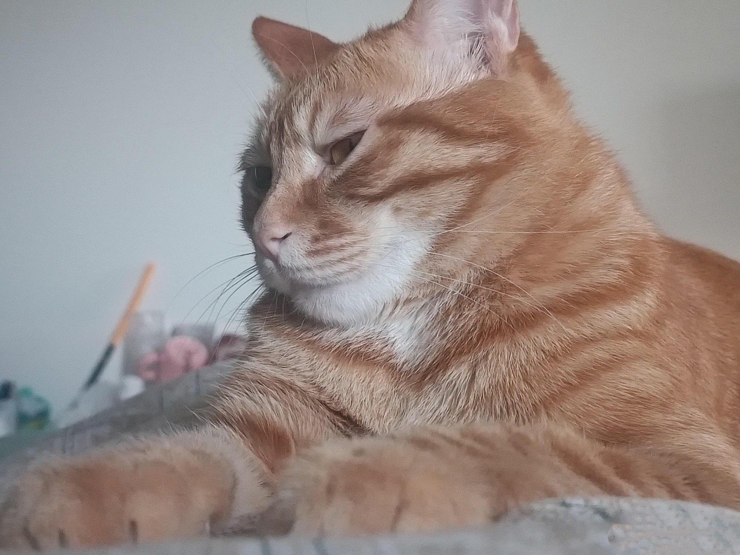 养到一只很有计划的小猫！！！