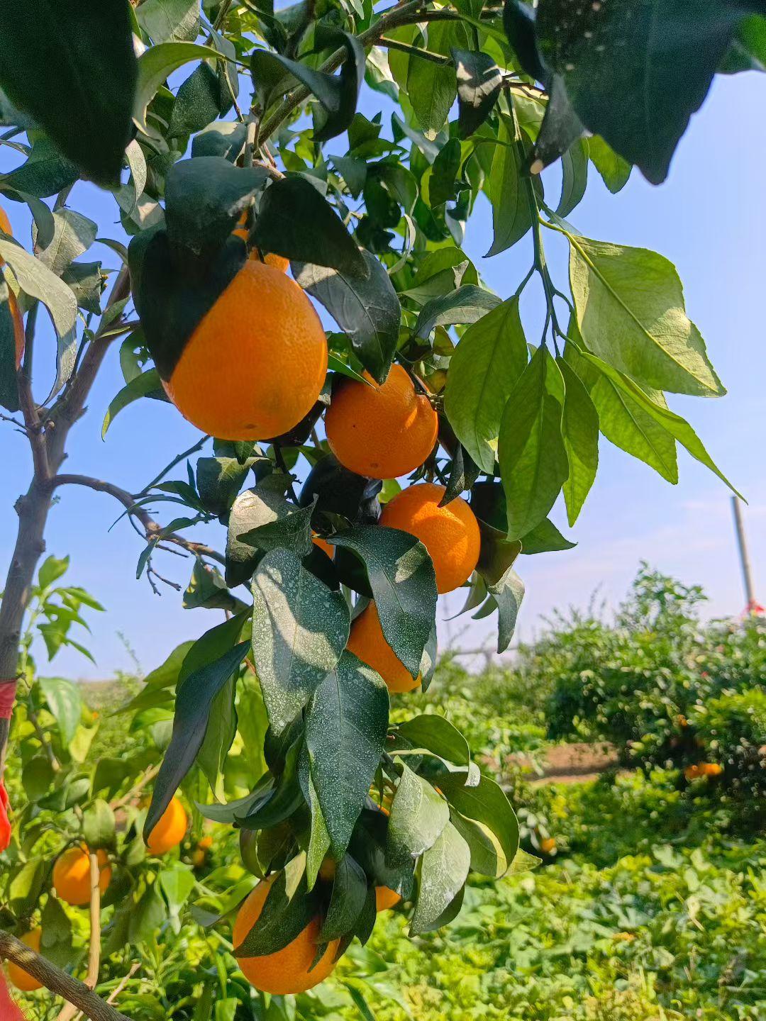 站桩锻炼体验之慢过程站桩锻炼享受的是站桩的全过程，从起式，开始到收式，