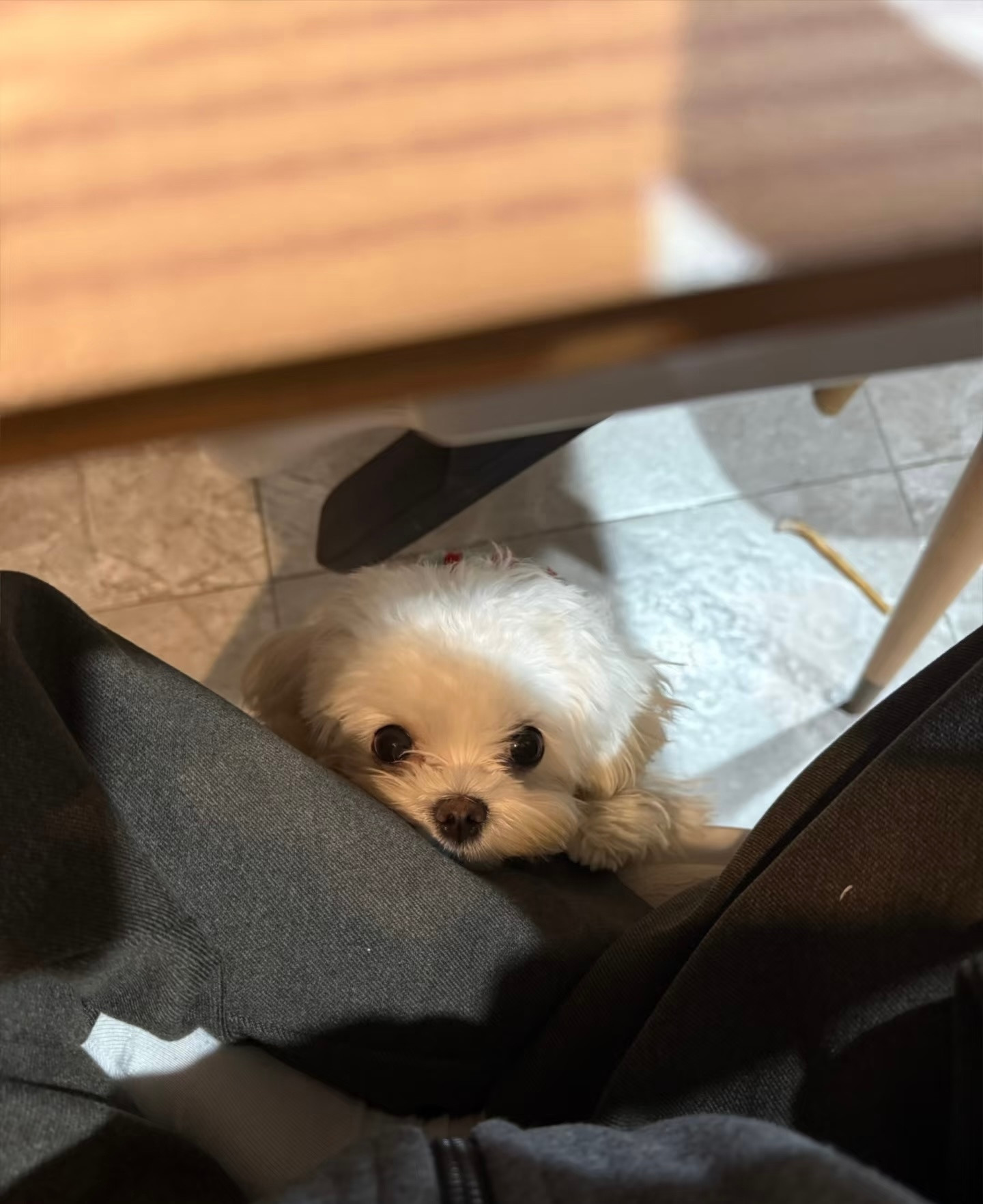 每到吃饭的时候饭桌底下就会长出小狗来