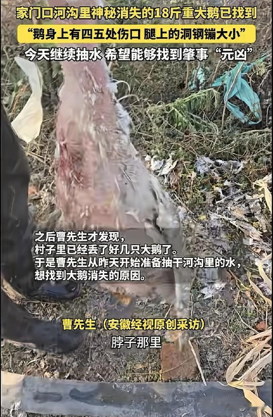 2025年11月，河南信阳一位村民在喂养家禽时，发觉自家一只重达18斤的大鹅不见