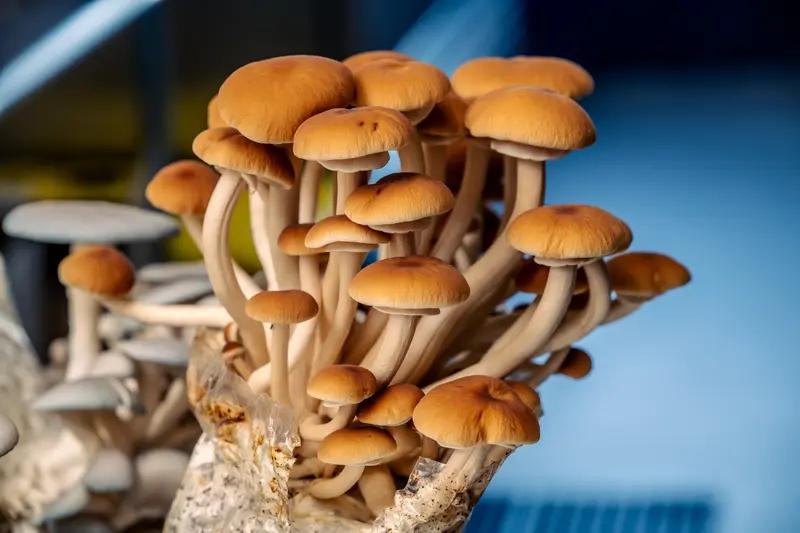 像我这样出生在内陆的80后，小时候几乎没有吃过什么海鲜，除了闲鱼和海带干。每每从