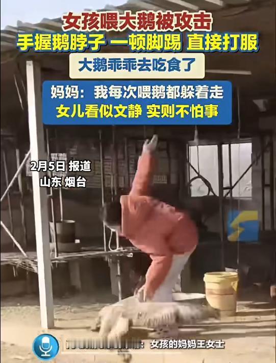 山东一女孩喂鹅被攻击，一通“胖揍”直接将鹅打服，妈妈：孩子没受伤，鹅是家中宠物会