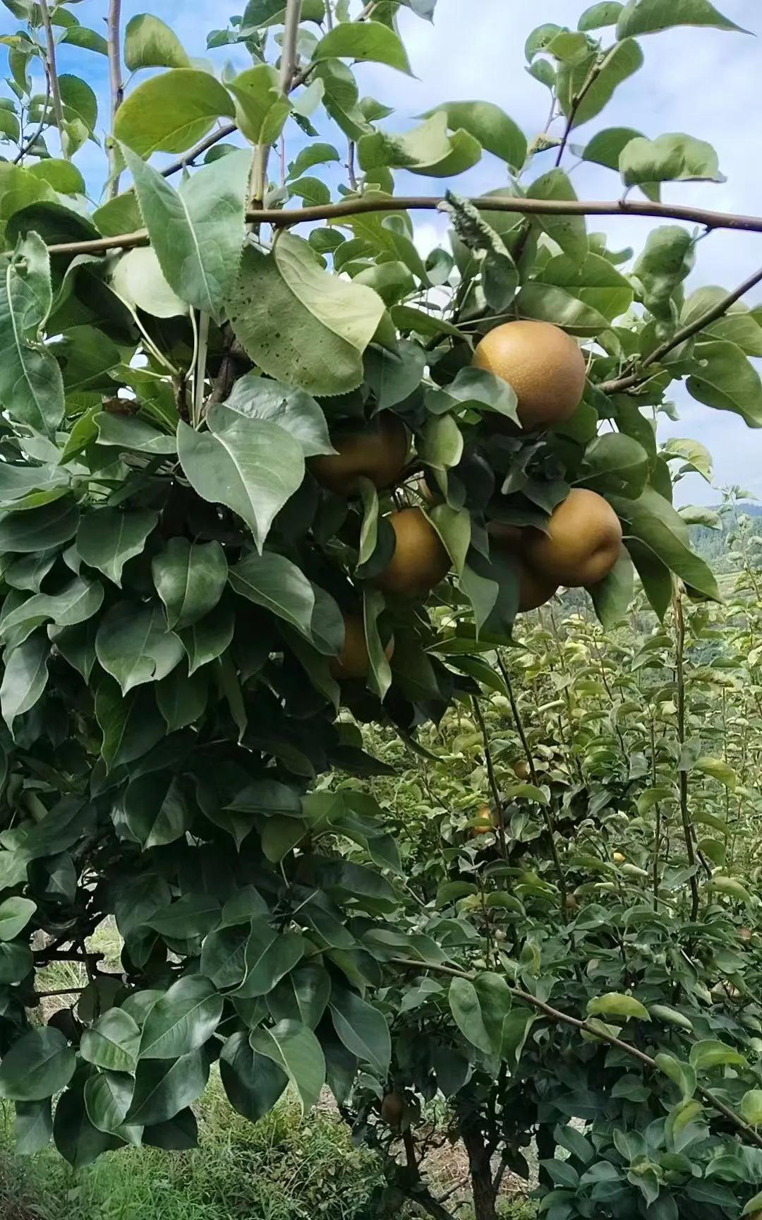 村两委马上就要换届了有想法的人开始准备竞选了有些前两年就准备了升级学历对于