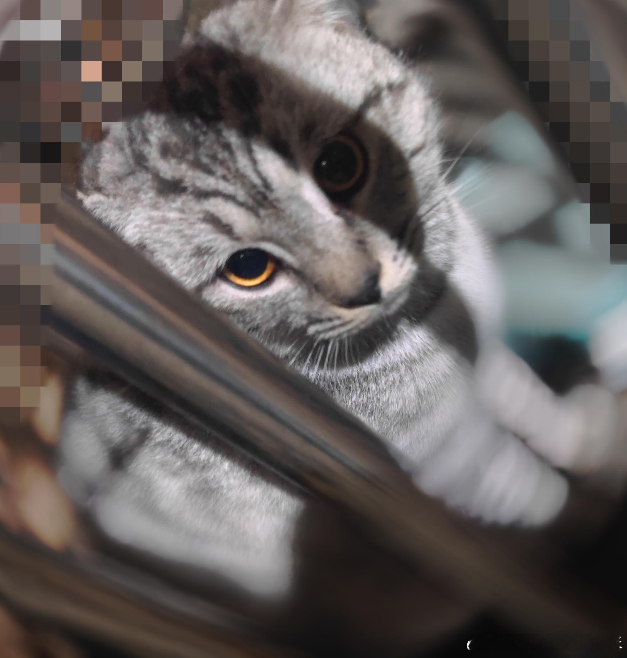 今天我回家被一只橘猫拦路告状了，谁敢信，猫拦路告状，还带我去找我的猫[捂脸哭][允