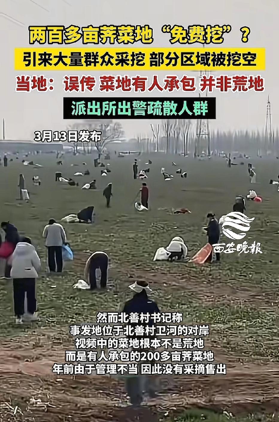 太嚣张！河南安阳，女子发现200亩荠菜，她不问主人，也不管地界，当场动手狂挖，还