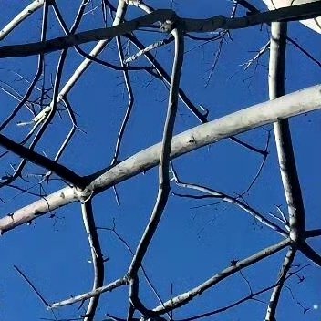 橘子的种植方法:一、选择土壤橘子喜欢阳光充足、排水良好的土壤，适宜种植的土壤为沙
