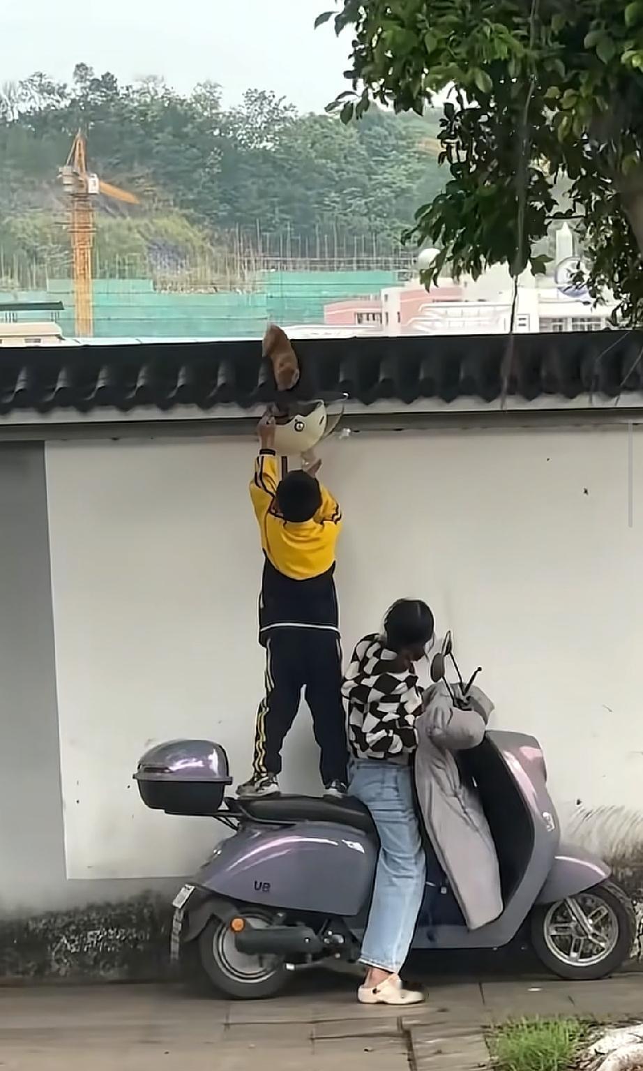 央视也为这一幕感动了，猫咪被困墙头，男孩现在电车后座上，用头盔把它救了下来。