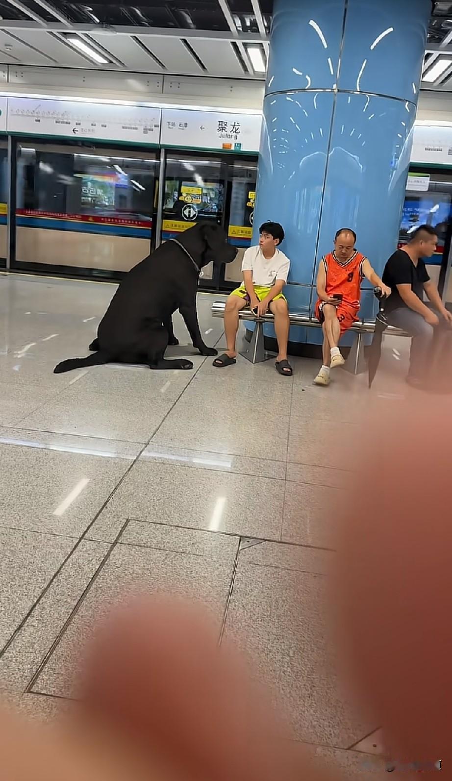 为什么城市里不让养大型犬？看一看这条狗，100多斤重一条狗一旦这条狗发狂你认为普