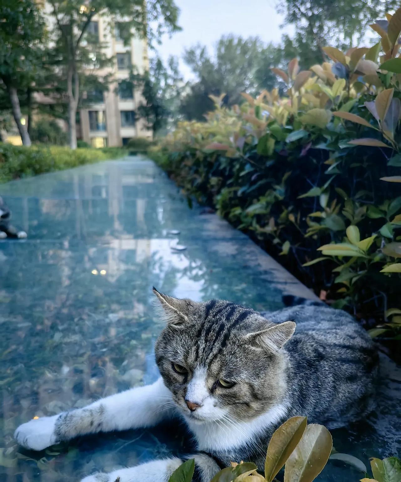 这只大胖猫叫大头，它的头确实很大。大头不是小区里的原住民，不知道从哪流浪过来的，