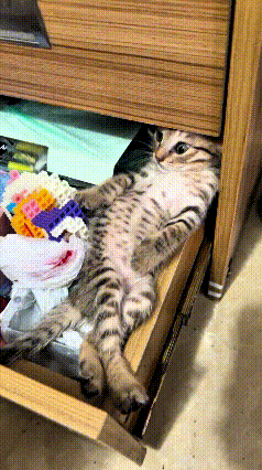 哎哟，瞅瞅这只小狸花猫，可把主人折腾得不轻！家里头到处找猫，客厅、卧室、床底下、