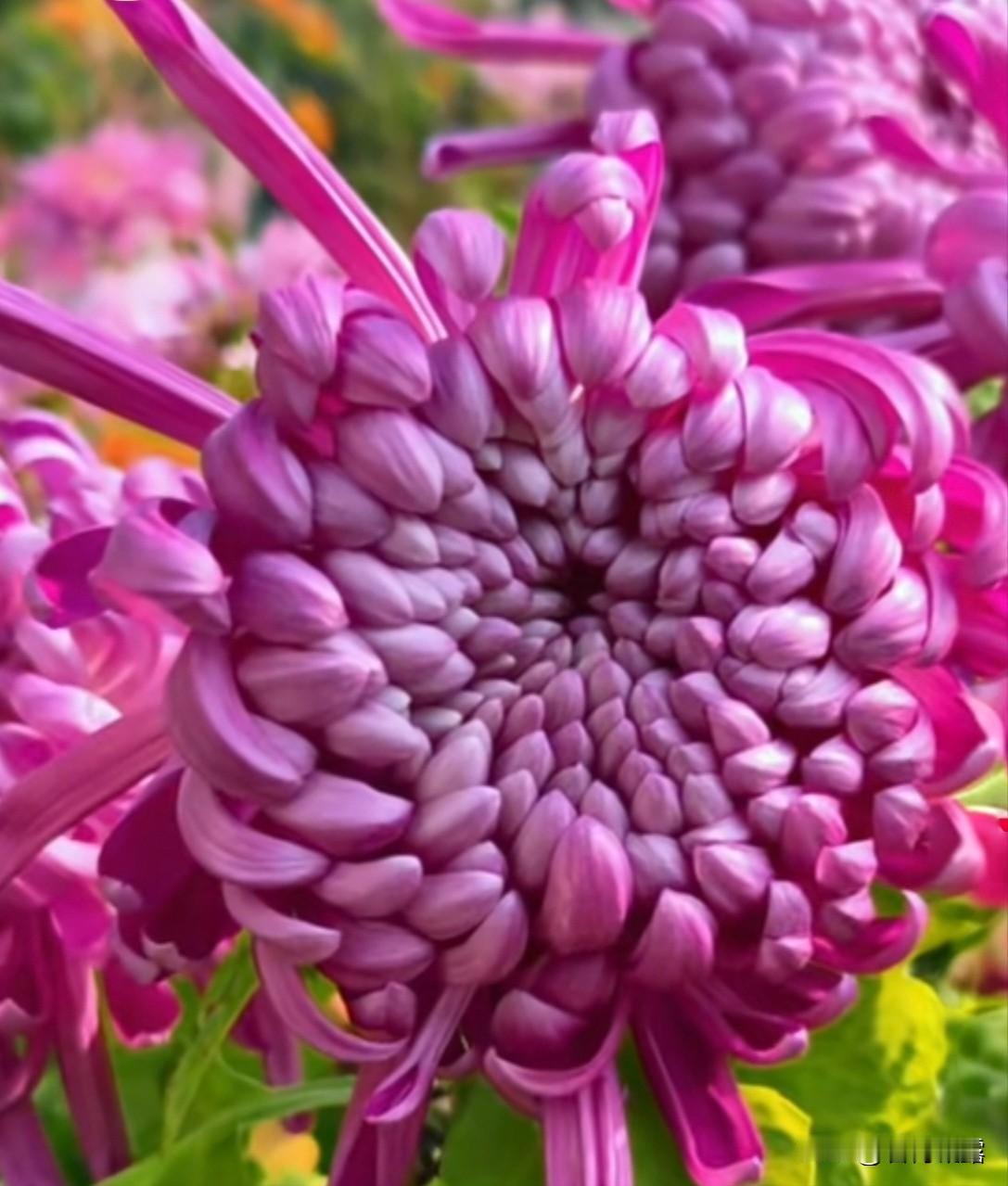 上联：冬寒梅绽香满园，下联：秋爽菊延彩满篱。