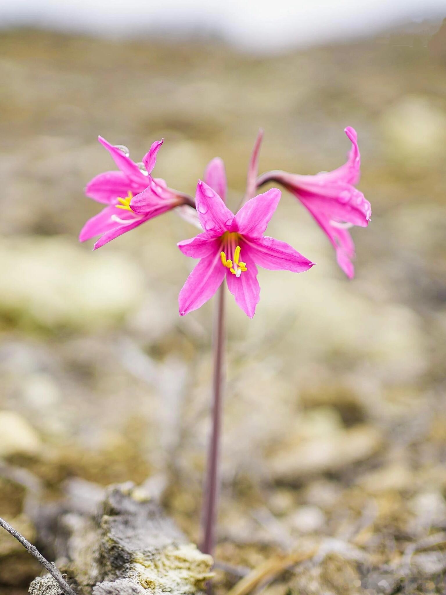 植物科普奇妙生物圈美丽沙顶红:阿塔卡马沙漠的“雾中花仙”,靠雾气生存的濒危球根?