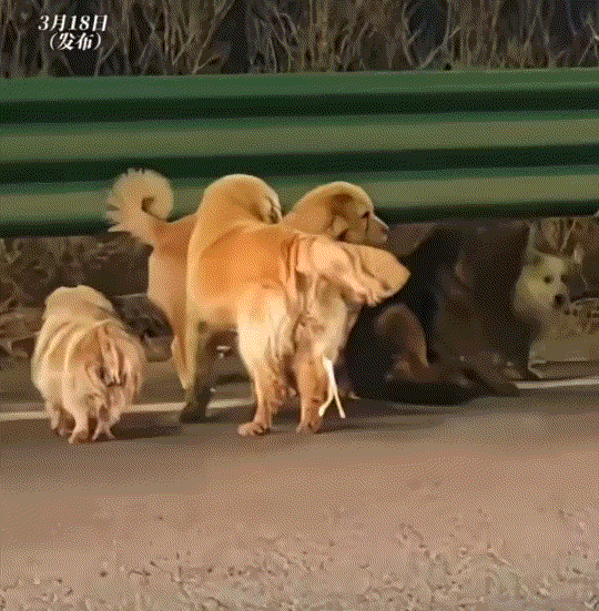 吉林长春，长双高速公路上，七只狗子结伴而行一事有好消息了，目前七只狗子跋涉17公