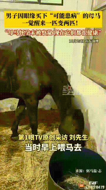 山东淄博一名男子偶然看见一匹马瘦瘦干干的，没什么精神的样子，于是询问卖家是怎么回